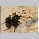 E-Odynerus spinipes w05 beim Schornsteinbau.jpg